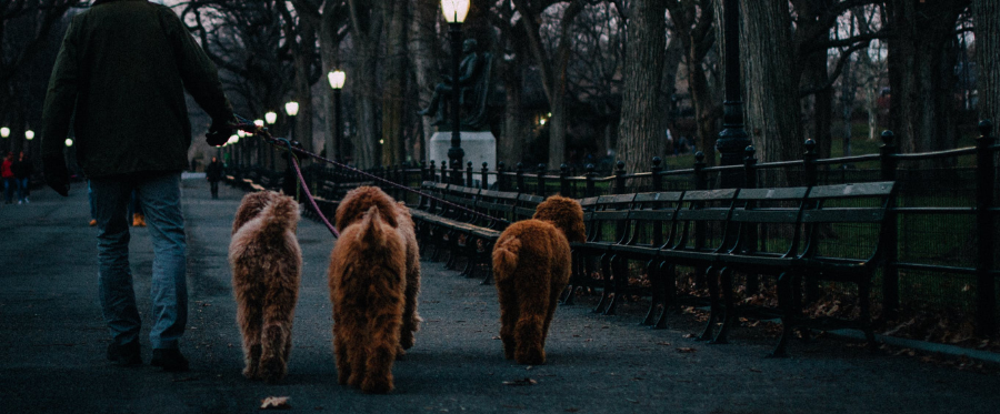 Exercising with Your Dog in the Dark