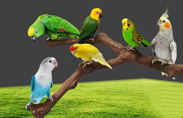 Organic Wooden Branch for Bird