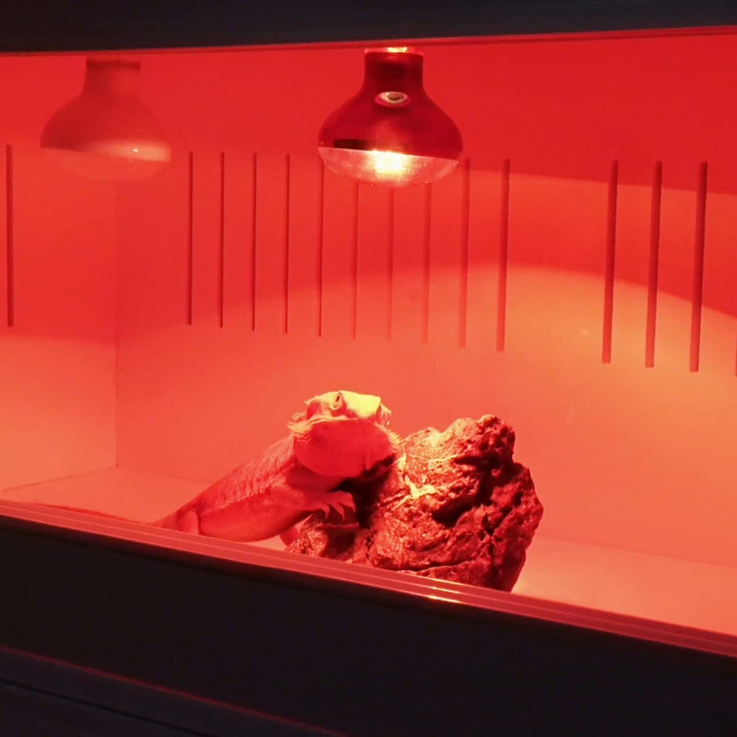 Reptile Heat Red Lamp